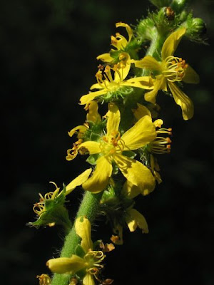 Agrimonia comune Agrimonia comune