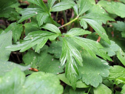 Anemonoides nemorosa (L.) Holub