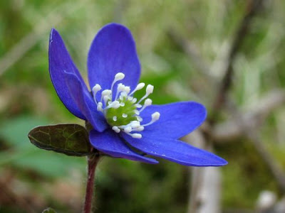 Hepatica nobilis Miller