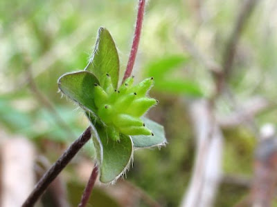 Hepatica nobilis Miller