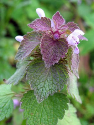 Lamium purpureum L.