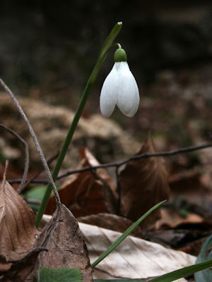 Galanthus nivalis L.