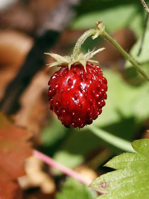 Fraisier commun