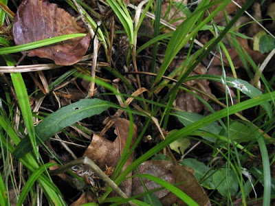 Phyteuma orbiculare L.