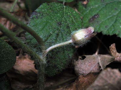 Asarum europaeum L.