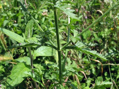 Common verbena Common verbena