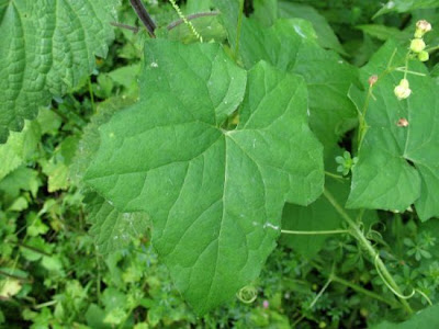 Cretan bryony Cretan bryony