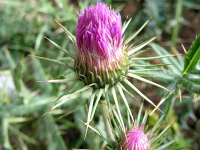 Carline Leaved Thistle Carline Leaved Thistle