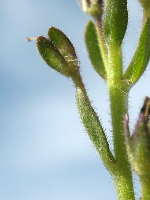 Brightblue speedwell Brightblue speedwell
