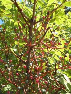 Pistacia terebinthus L.