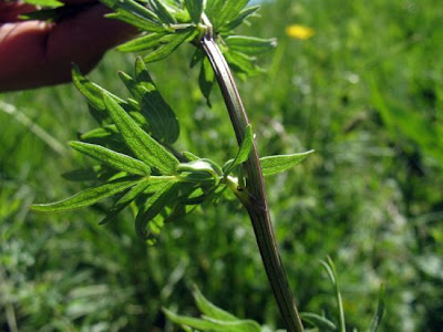 Thalictrum lucidum L.