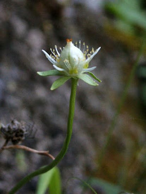 Alaska grass of Parnassus Alaska grass of Parnassus