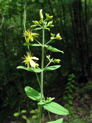 Hairy St. John's-wort