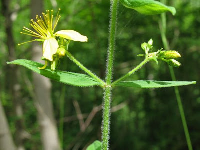 Hairy St. John's-wort