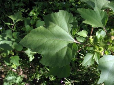 Xanthium orientale,
,
Nappola italiana,
Nappola orientale