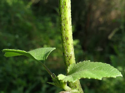 Xanthium orientale,
,
Nappola italiana,
Nappola orientale