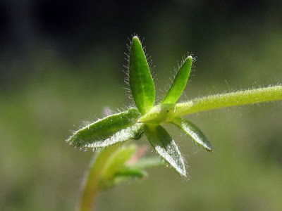 Common speedwell Common speedwell