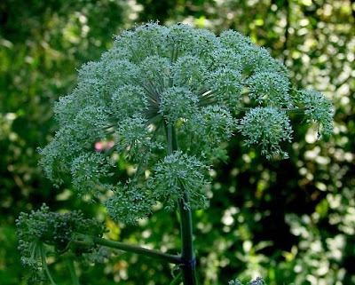 Angelica selvatica Angelica selvatica