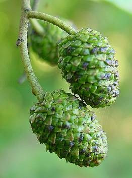 Alnus glutinosa,
black alder,
European alder,
European black alder,
Ontano comune,
Sticky Alder,
swartels