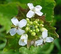 Garlic-mustard