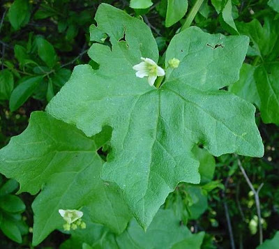 Cretan bryony Cretan bryony