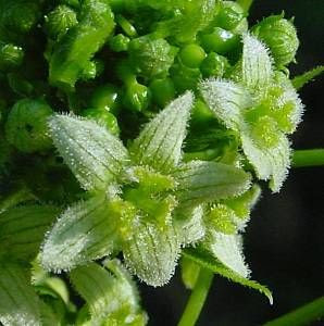 Cretan bryony Cretan bryony