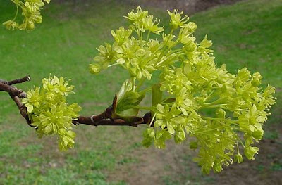 Acer platanoides L.