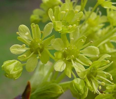 Acer platanoides L.