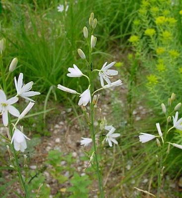 Lilioasfodelo maggiore Lilioasfodelo maggiore