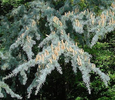 Atlantic cedar Atlantic cedar