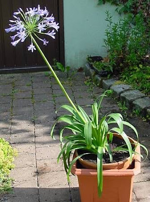 African-lily African-lily