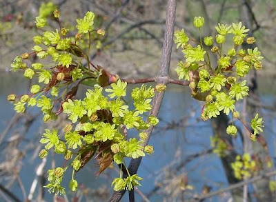 Acer platanoides L.
