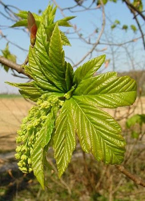 Acer pseudoplatanus L.
