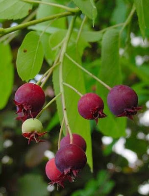 Canadian serviceberry