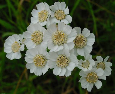 Achillea ptarmica L.