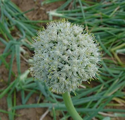 Garden onion Garden onion