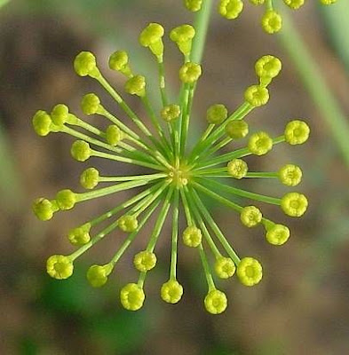 Dill Dill
