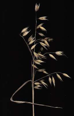 Oatgrass (common)