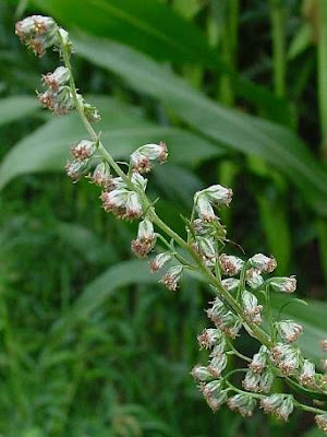 Wormwood
