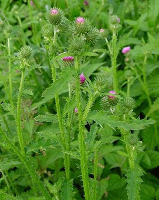 Carduus crispus L.