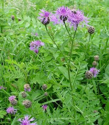 Greater knapweed Greater knapweed