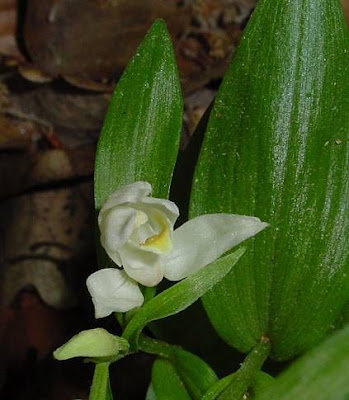 Cefalantera bianca Cefalantera bianca