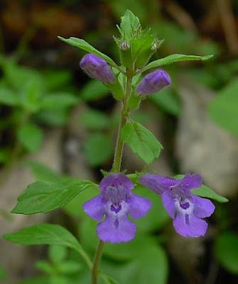 Acinos alpinus (L.) Moench