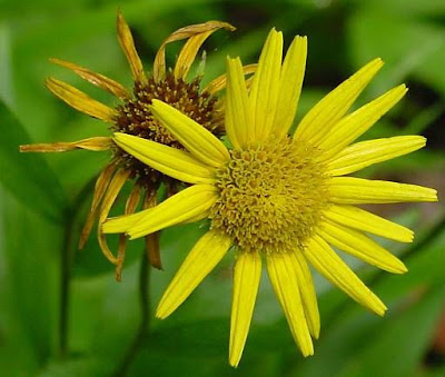Yellow Ox Eye