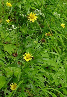 Yellow Ox Eye