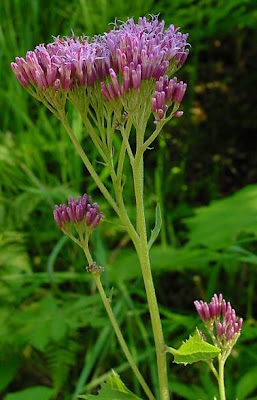 Adenostyles alliariae (Gouan) A. Kern.