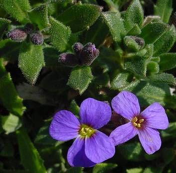 Aubretia Aubretia