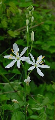 Lilioasfodelo minore Lilioasfodelo minore