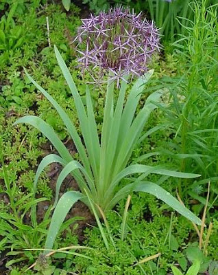 Ail à boule étoilée Ail à boule étoilée