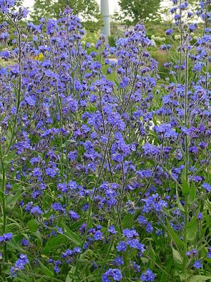 Garden anchusa